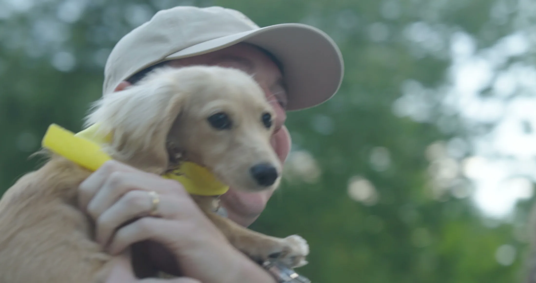 A long-haired dachshund in a bandana held by its handler
